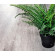 Виниловый пол Alpine Floor Classic Light Ясень Серый ECO 134-55 MC 1220×183×3,5