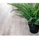 Виниловый пол Alpine Floor Classic Light Ясень Серый ECO 134-55 MC 1220×183×3,5