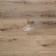  Виниловый пол Aquafloor RealWood XL AF8001XL